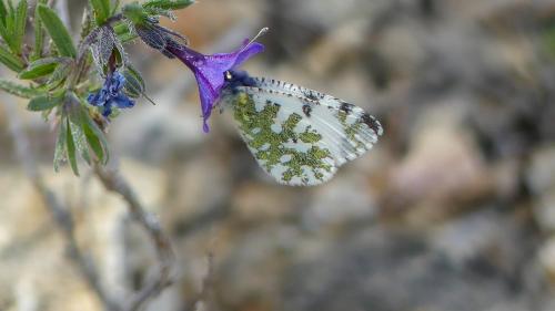 Euchloe tagis